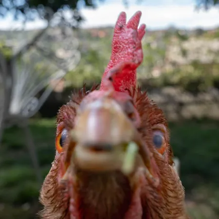 Monte Di Portofino 3* סנטה מרגריטה ליגורה