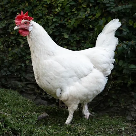 Frühstückspension Monte Di Portofino Santa Margherita Ligure